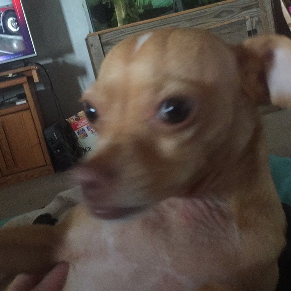 Meet your Posher, Meredith - Picture 1 of 1